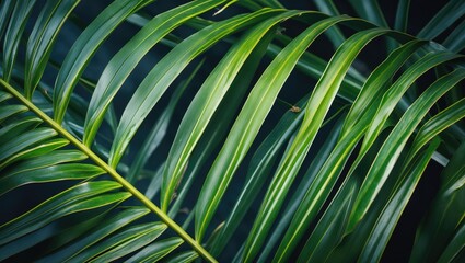 Close-up of green palm leaves with light shining through on a dark background Copy Space