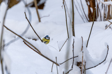 A blue and yellow bird is sitting on a branch covered in snow. The bird is small and he is a blue tit.