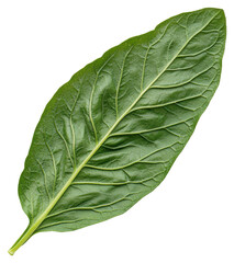 Single Green Leaf Close Up with Visible Veins Isolated on Transparent Background