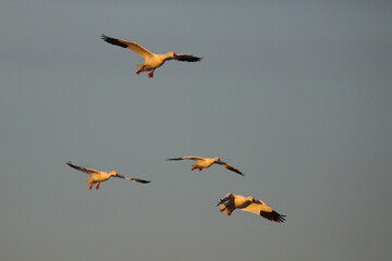 Canadian snow geese landing in farmer's corn field for gleaning during migration. 