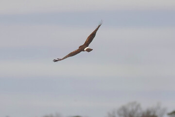 Northern harrier inflight. 