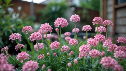 Fototapeta premium Pink flowers blooming in garden with blurred background and vibrant greenery creating natural atmosphere Copy Space