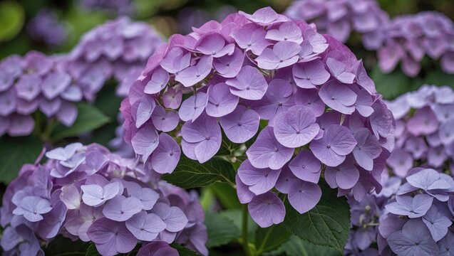 Close-up of purple hydrangea flowers with green leaves in a natural garden setting featuring vibrant petals and soft bokeh background Copy Space