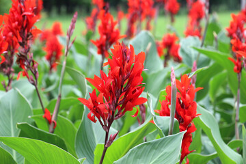 Red cannas are blooming on the flowerbed