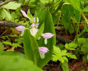 Galearis spectabilis - known as Showy Orchid or Showy Orchis - Native North American Woodland Wildflower