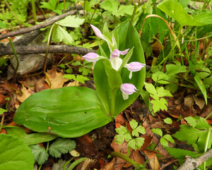 Galearis spectabilis - known as Showy Orchid or Showy Orchis - Native North American Woodland Wildflower