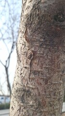 Close-up of tree trunk texture