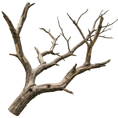 Fototapeta premium dead tree isolated on transparent background 