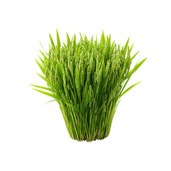 Lush Green Rice Plants, Freshly Harvested Paddy, Unripe Rice Grains