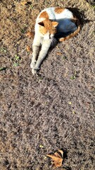 A cat resting in the park.