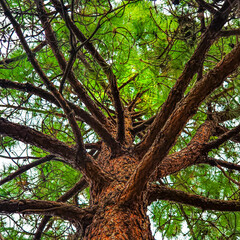 Reaching for Higher Truths