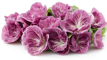 Obraz premium Fresh radicchio with deep purple leaves and white veins on a white background