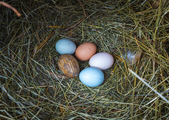 Obraz premium Fresh and colorful eggs from hens of different breeds such as Araucana and Ameraucana in a hay nest and a wooden egg to encourage them to lay eggs.