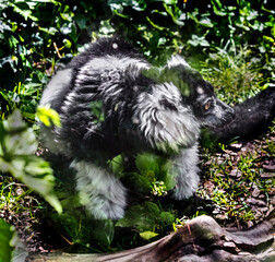 Naklejka premium Black-and-white ruffed lemur on the ground. Latin name - Varecia variegata 