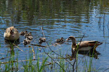 Dozen ducklings brood in the lake