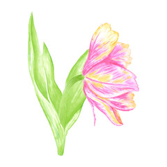 Obraz premium Hand drawn watercolor peony like pink and yellow tulip with green leaves isolated on white background. Can be used for postcard, label, scrapbook and other printed products.