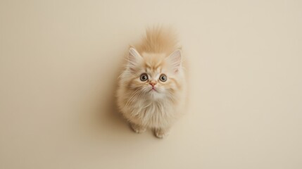 Fototapeta premium Fluffy Persian Kitten Above View - Adorable fluffy Persian kitten looking up, symbolizing innocence, curiosity, playfulness, affection, and warmth