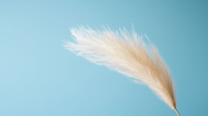 Fototapeta premium Delicate Lightly Colored Feather Duster Against a Soft Blue Background Capturing the Essence of Airy Elegance and Natural Beauty