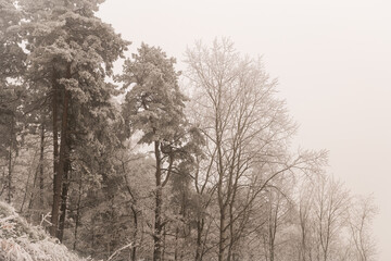 forest cover, trees beautifully frozen in winter