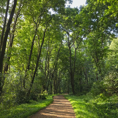 Obraz premium Pathway through tranquil forest with sunlight shining through trees, creating sense of serenity and peace