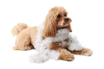 Cute dog with shiny tinsel on white background