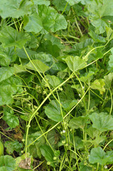 Mallow, Malva pusilla, Malva rotundifolia grows in nature in summer