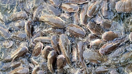 School of fish competing for food. School of catfish. Many big fish in the sea