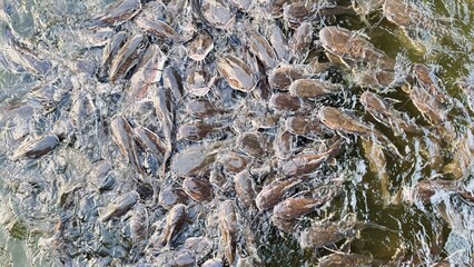 School of fish competing for food. School of catfish. Many big fish in the sea