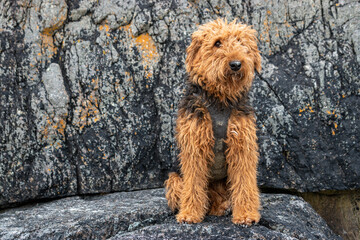Dog Posing Against a Rugged Rocky Beachscape - cute Airedale Terrier in the scenic beach in Ogna in Norway