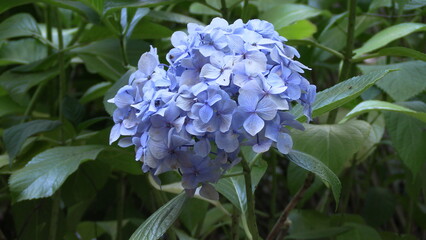 Una hortensia púrpura en medio de hojas verdes