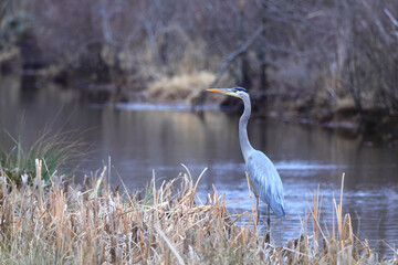 Great blue heron in wetlands natural habitat. 