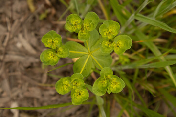 Euphorbia planta venenosa