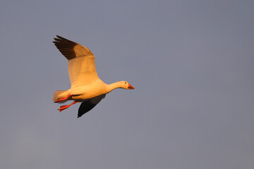 Canadian snow geese landing in farmer's gleaning field in the late evening golden hour light. 