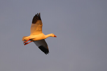 Canadian snow geese landing in farmer's gleaning field in the late evening golden hour light. 