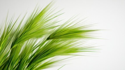 Obraz premium Green Foxtail Grass on White Background