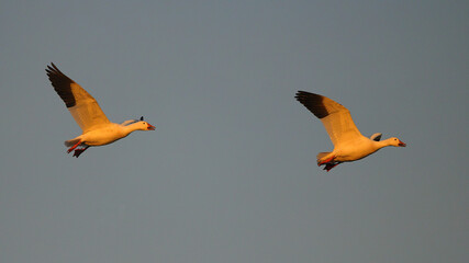 Canadian snow geese landing in farmer's gleaning field in the late evening golden hour light.  © Mark