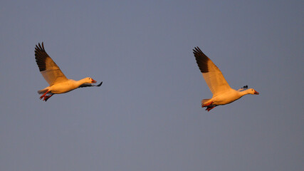 Canadian snow geese landing in farmer's gleaning field in the late evening golden hour light. 