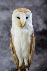 A captive bred western barn owl (Tyto alba) against a grey mottled background