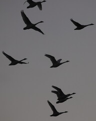 Formation of tundra swans silhouetted against a darkened sky. 
