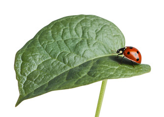 Ladybug on a leaf, transparent isolation background