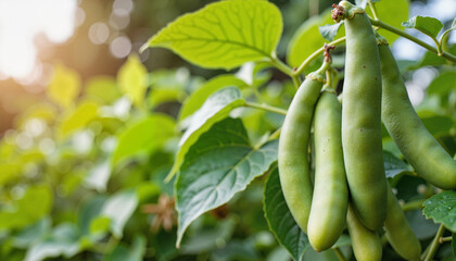 Fresh green bean pods hanging under sunlight in a vibrant garden, nature's bounty