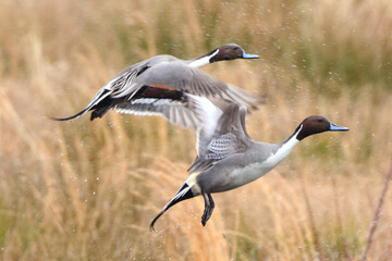 Northern pintailed ducks on pond and flying in golden evening hour. 