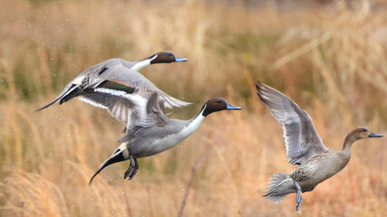 Northern pintailed ducks on pond and flying in golden evening hour. 
