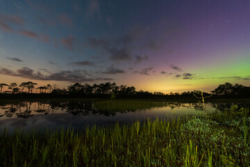 Obraz premium Northern Lights over a bog in Estonia. The starry sky, reflections of trees, and magical colors create a mesmerizing landscape.