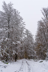 First snow, generating a beautiful winter forest. Still some autumn colors visible. The sky promises more snow to come. Vertical.