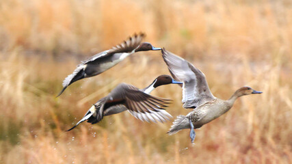 Northern pintailed ducks on pond and flying in golden evening hour. 
