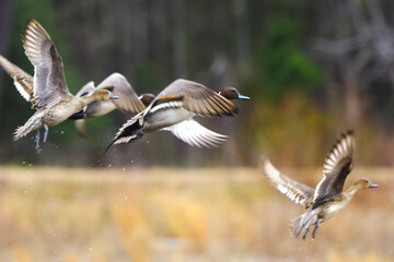 Northern pintailed ducks on pond and flying in golden evening hour. 