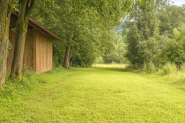 Serenity of a lush green pathway beside a wooden structure in a tranquil forest