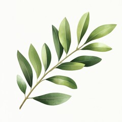 olive branch with leaves watercolor illustration