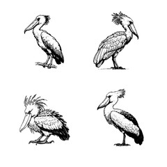Shoebill